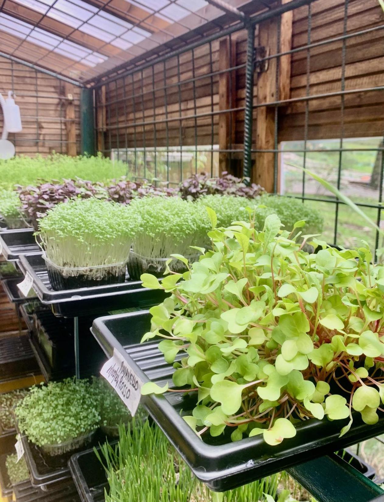 Agriturismo Il Talento Nella Quiete Castiglione dʼIntelvi Exteriör bild